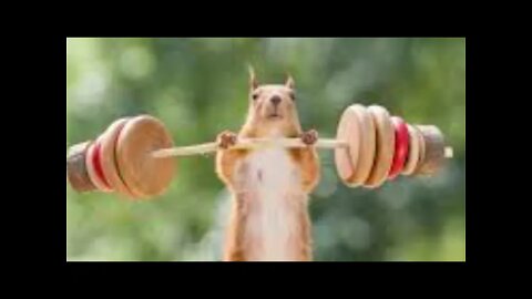 MACHO ESQUILO NA MACHO TOXICO GYM