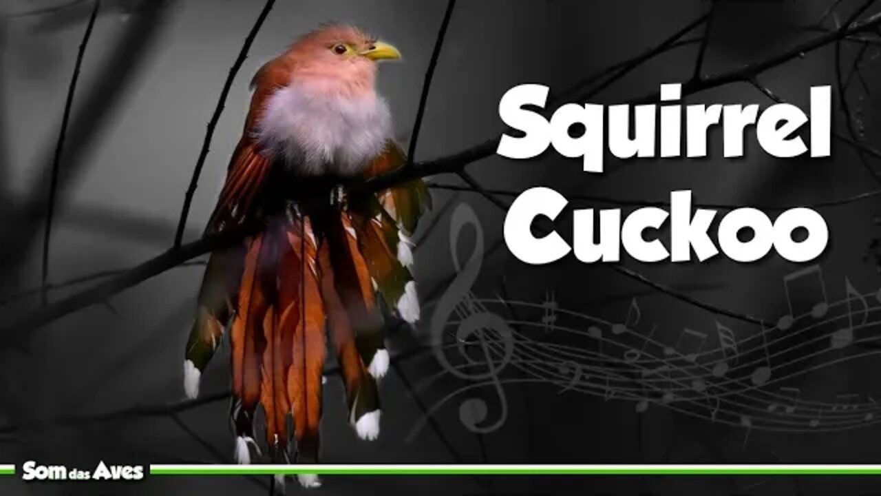 ALMA DE GATO e Seu Canto - Squirrel Cuckoo