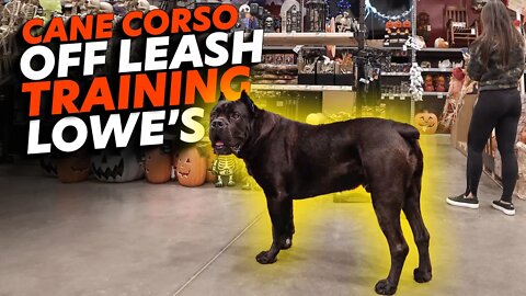 Cane Corso Off Leash Training Lowe's