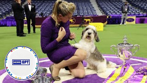 Buddy Holly wins Westminster, marking a first for the breed |