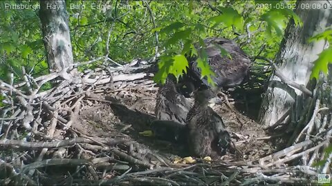 Hays Eagles Dad brings in a duckling and H13 claims it 5.1.21 9:06AM