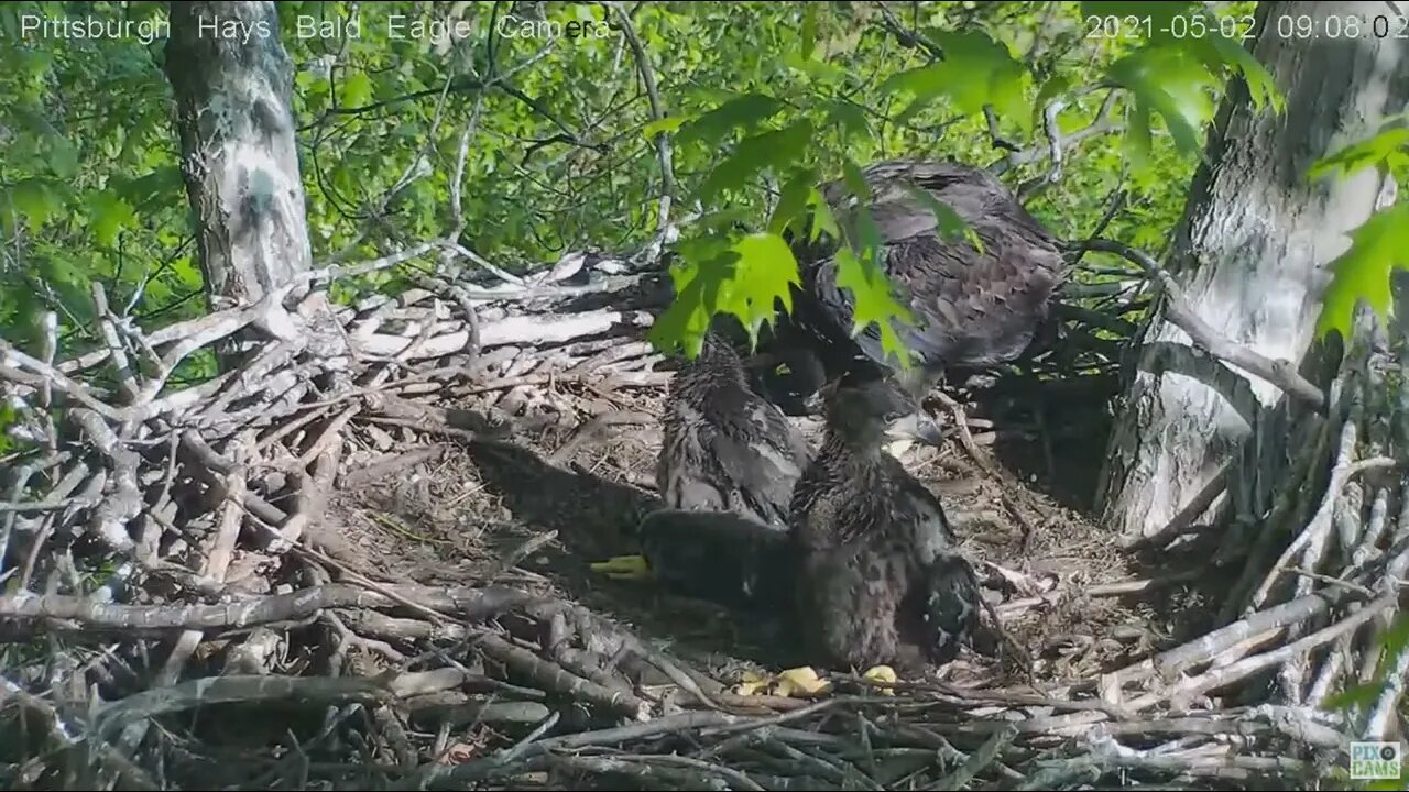 Hays Eagles Dad brings in a duckling and H13 claims it 5.1.21 9:06AM