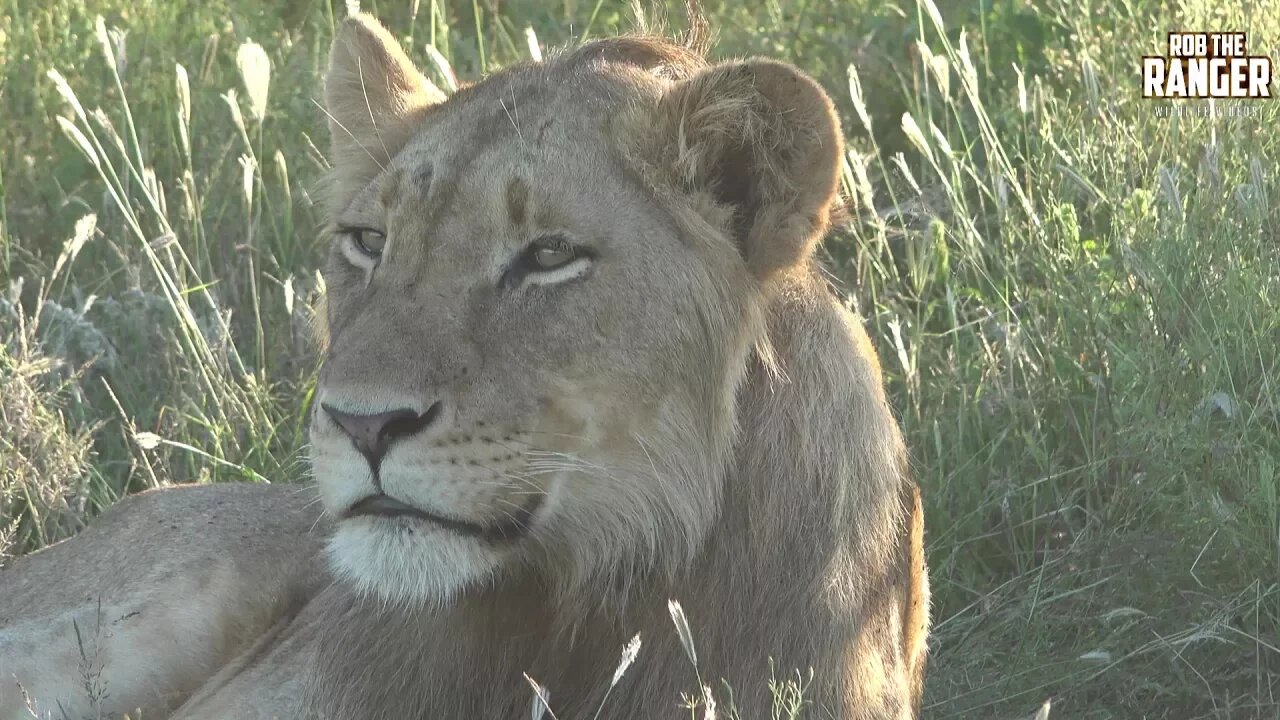 Daughters Of The Mapogo Lions - Rebuilding The Othawa Pride - 161: Relaxation