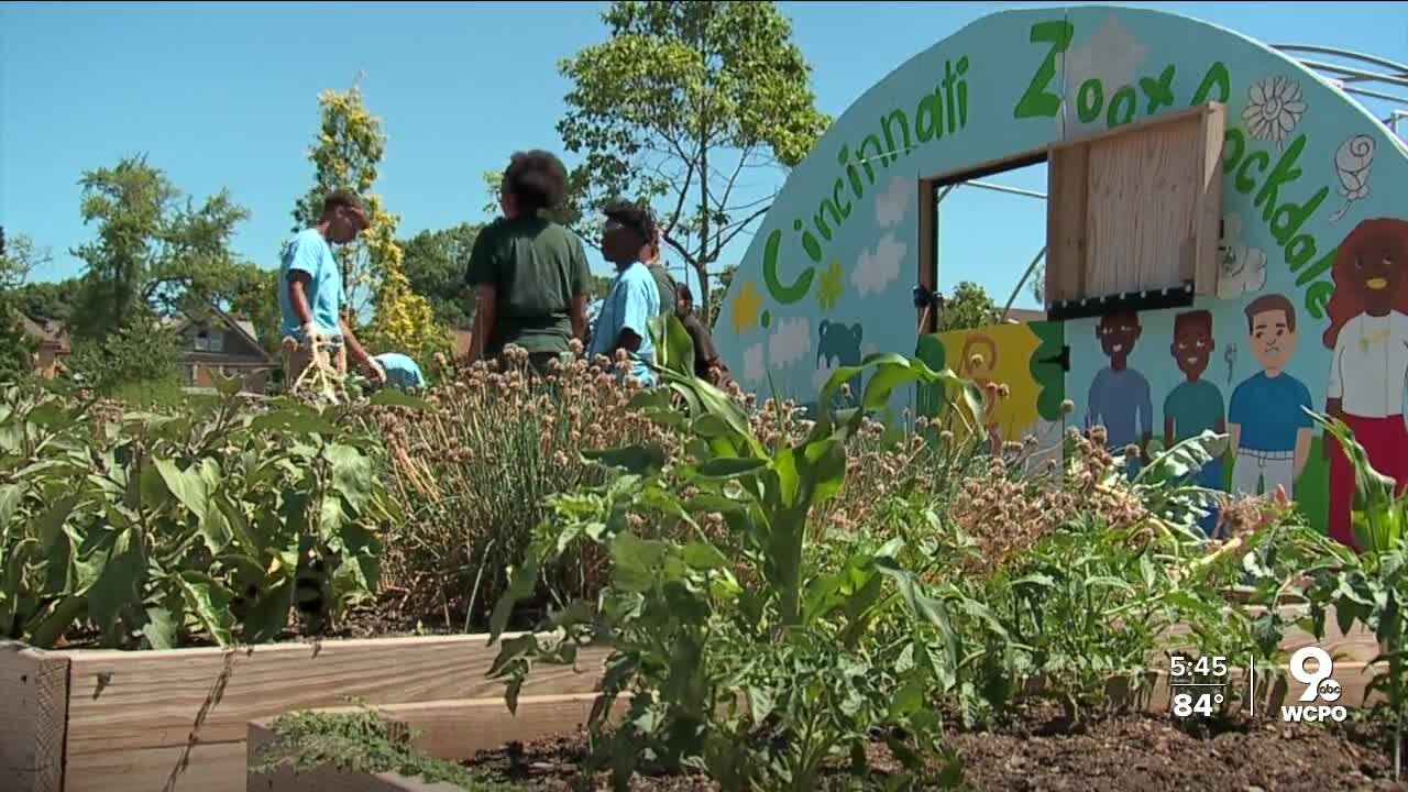 Positively Cincinnati | The Rockdale Urban Learning Garden provides opportunities to bloom