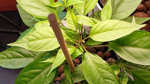 Update on the varieties of Chili Plants I'm growing