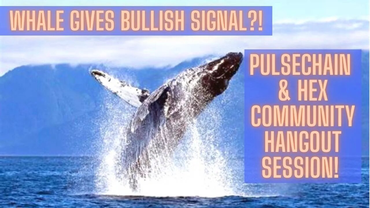 PulseChain & Hex Community Hangout Session! Whale Gives Bullish Signal?!
