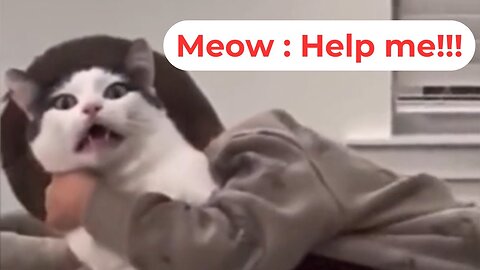 Funny cats / dogs - funny animal videos