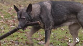 Dogs save Brown County family from house fire