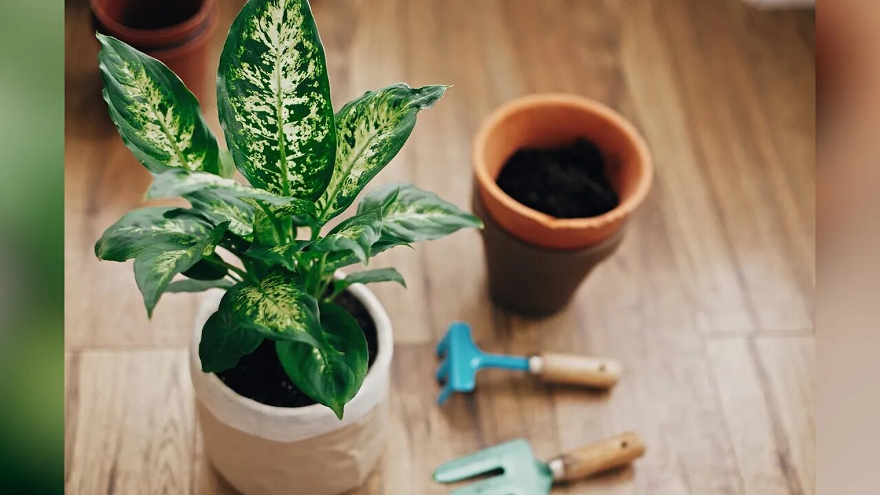 Toxic House Plants To Watch Out For With Your Pets - June 1, 2022 - Micah Quinn