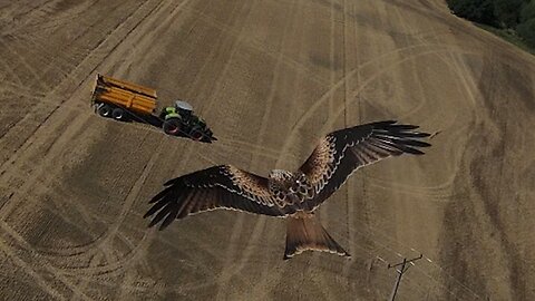 Kite Bird Hunting. DJI FPV Footage