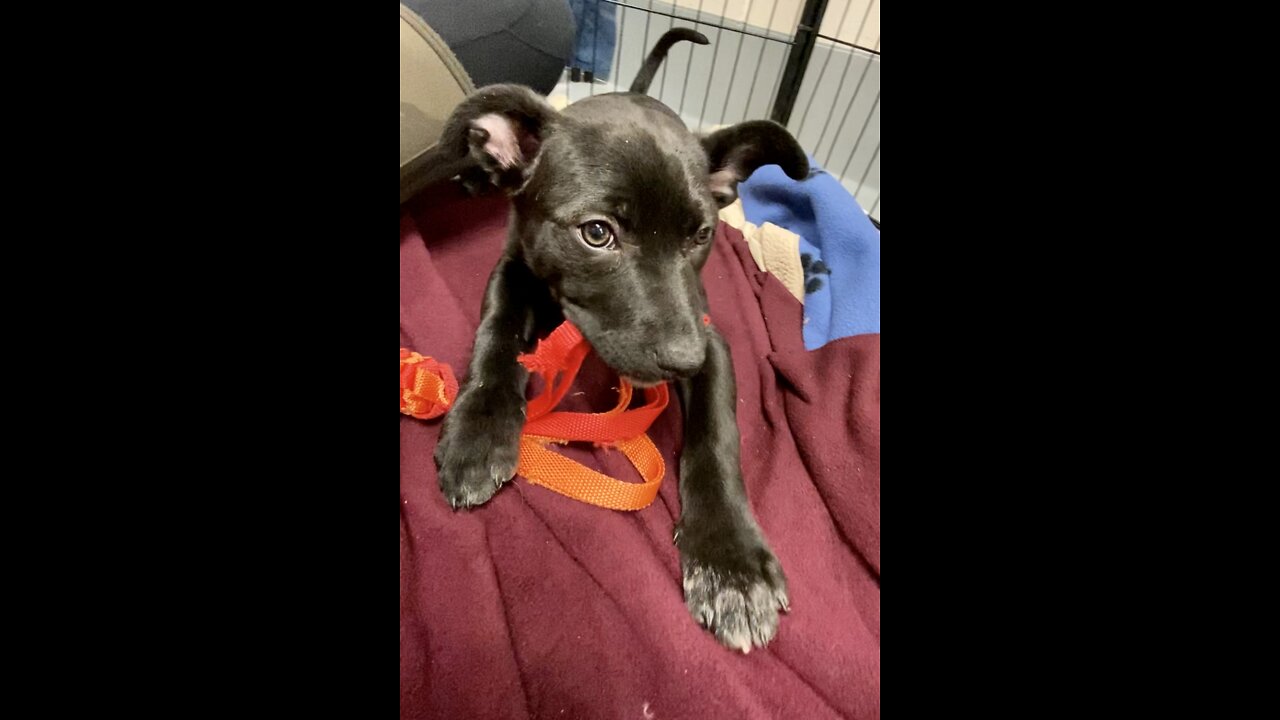 Nothing stands a chance against a zoned out puppy who is chewing π.