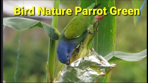 Bird Nature Parrot Green