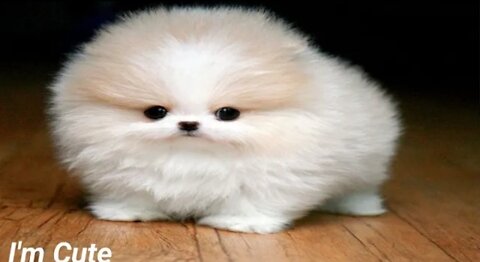 Cutest puppies & dogs doing funny things