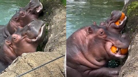 Hungry Hippos Enjoy Pumpkin Treats