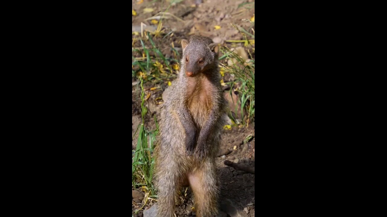 Mongoose looking For Snakes