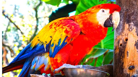 The Scarlet Macaw