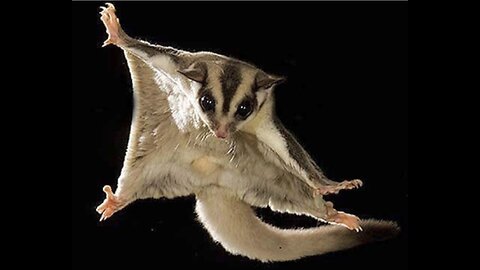 SUGAR GLIDERS Flying - Funny & Cute Compilation