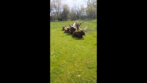 Watusi ankole