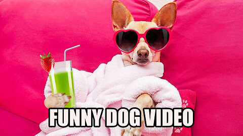 Funny Dog Compilation Video