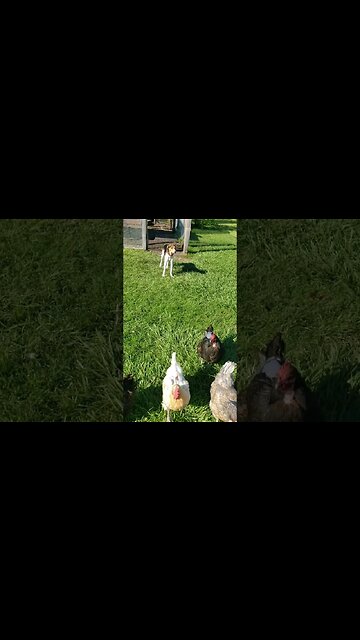 Snack Time #chickens #chickenshorts