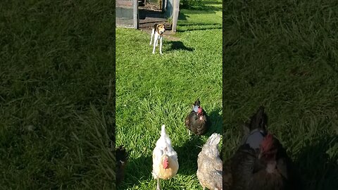 Snack Time #chickens #chickenshorts