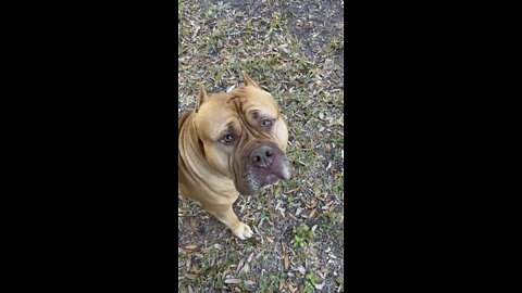 MASSIVE Pit Bull working on his “stay & come/heal” 🦁🧡👏🏻