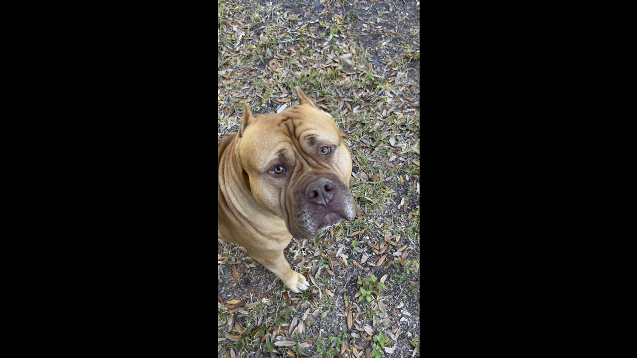 MASSIVE Pit Bull working on his “stay & come/heal” 🦁🧡👏🏻
