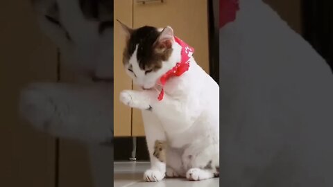 Cat #cat#funny