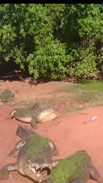 Crocodiles eat their own kind When it very hungry