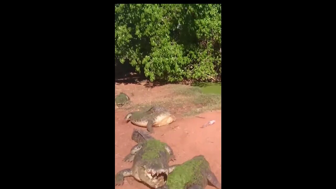 Crocodiles eat their own kind When it very hungry