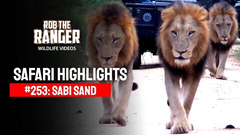 Safari Highlights #253: 18 - 22 February 2014 | Sabi Sand Nature Reserve | Latest Wildlife Sightings