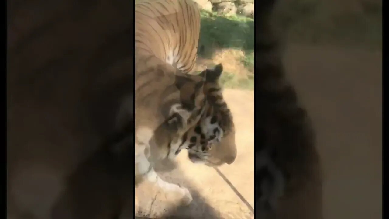 Tiger paws are so cute