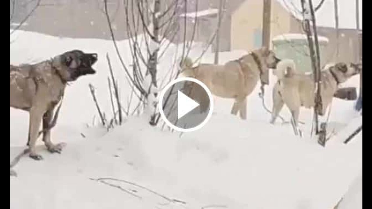 Kangal Shepherd Dogs vs