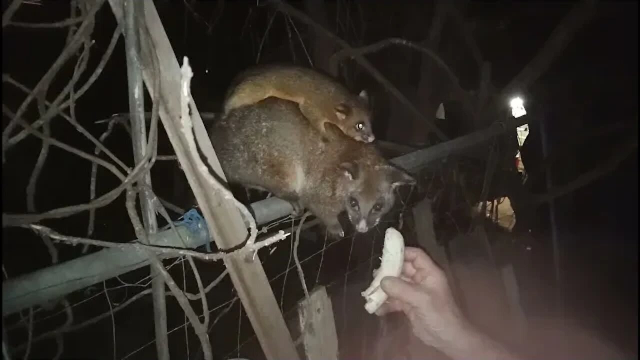 Bandit the Australian Possum, didn't like the light on the camera. 21st November 2021