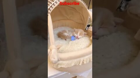 So Cute Baby Cat Sleep Mode🐱😴 #2 || #Shorts #Shortsfeed #Youtubepets_&_animals