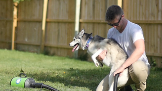 How much fur do huskies actually shed?