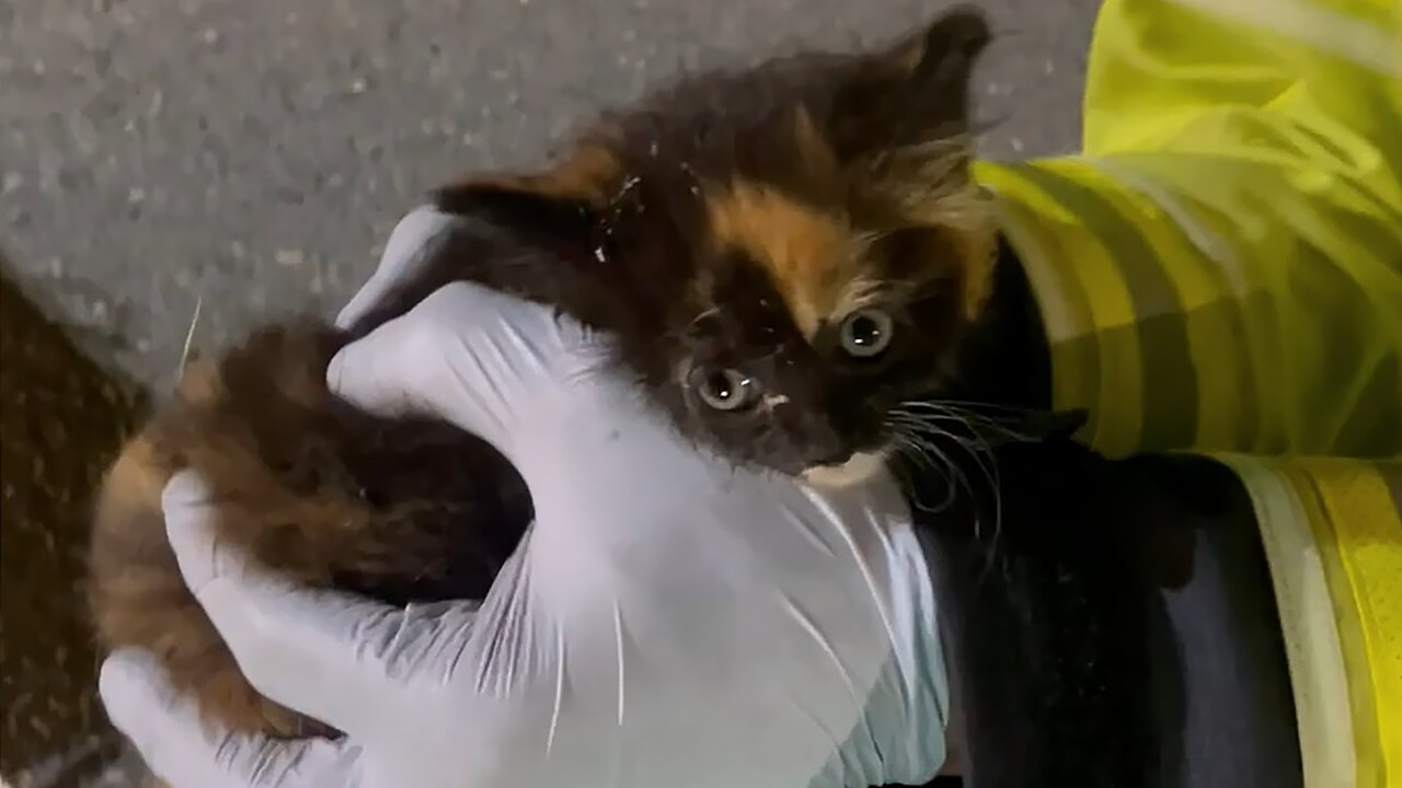 Firefighters combine technology & canned tuna to rescue kitten