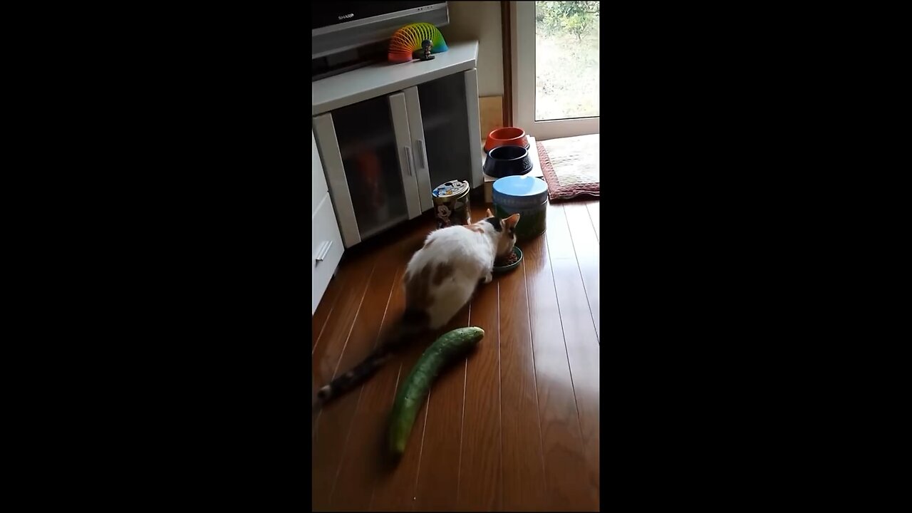 Cats vs cucumber