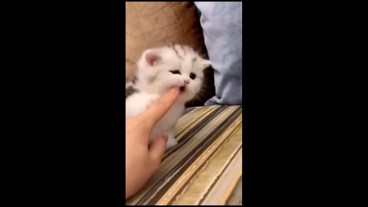the_cute_kitten_glowing_Eyes_ funny_run..😻😻😻