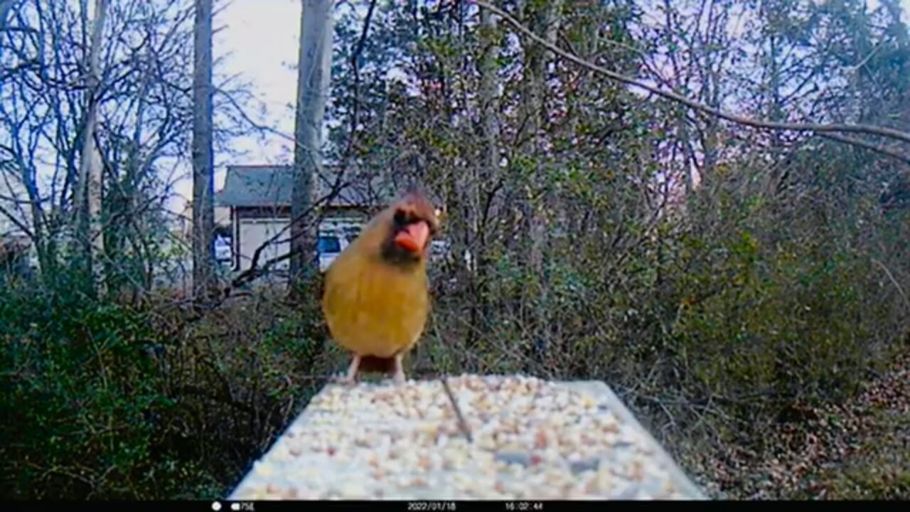 Northern Female Cardinal