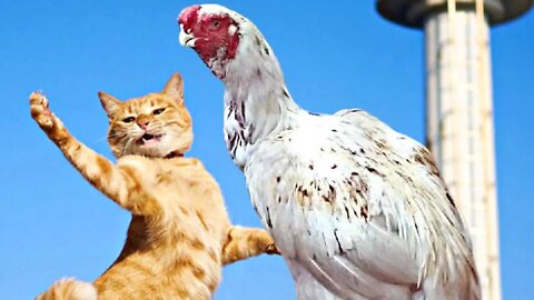 THE 2 LEG CHICKEN YOU NEVER SAW BEFORE - DAILY DOSE OF FUNNY ANIMALS