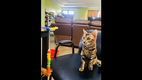 Bengal cat plays with toy