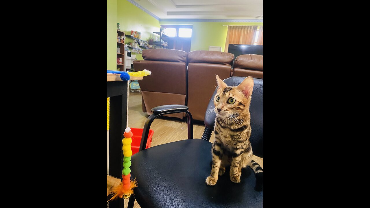 Bengal cat plays with toy