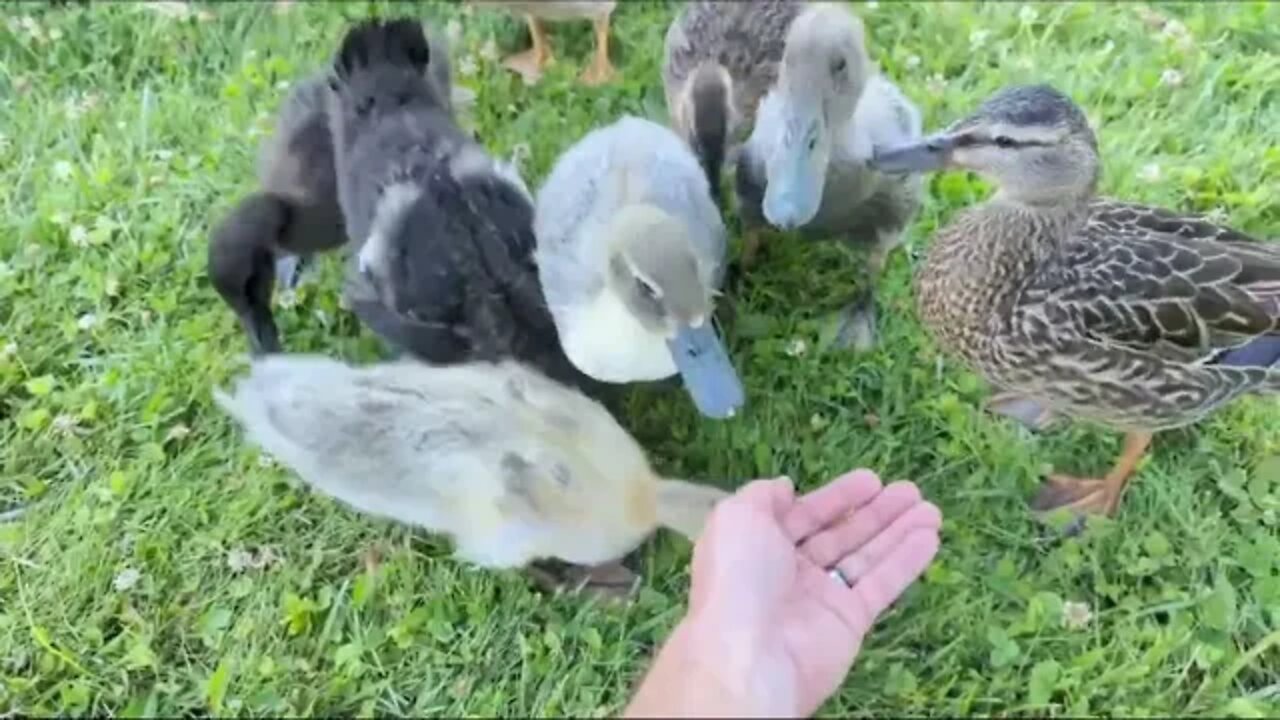 Duck Update. 3.5 Weeks Old. Getting Adopted By Peso.