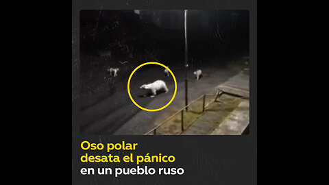 Un oso polar siembra el terror en las calles de un pueblo de la Rusia ártica