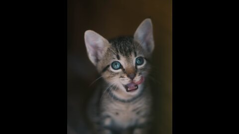 CUTE KITTEN