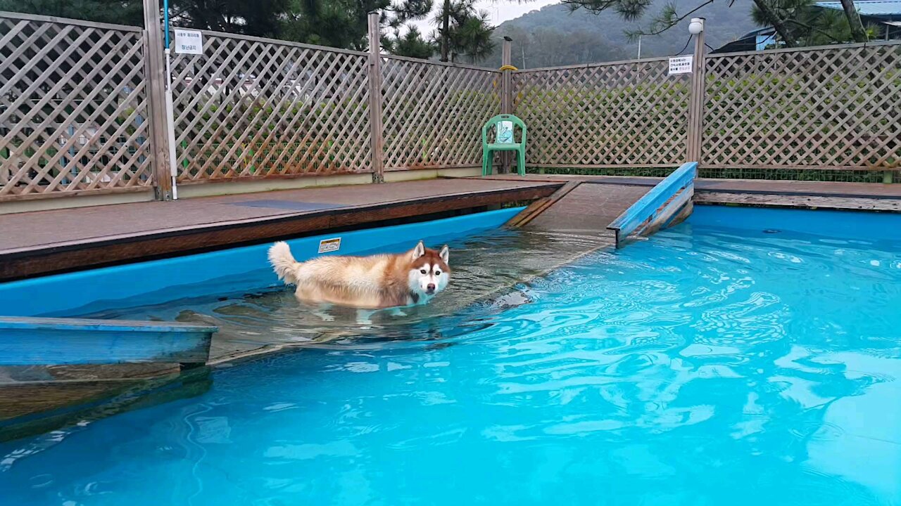 Husky tan, soaking himself in the pool, cooling off... puchitan