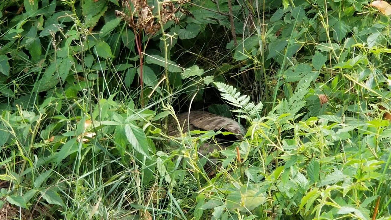 Hen turkey on nest will not move!!