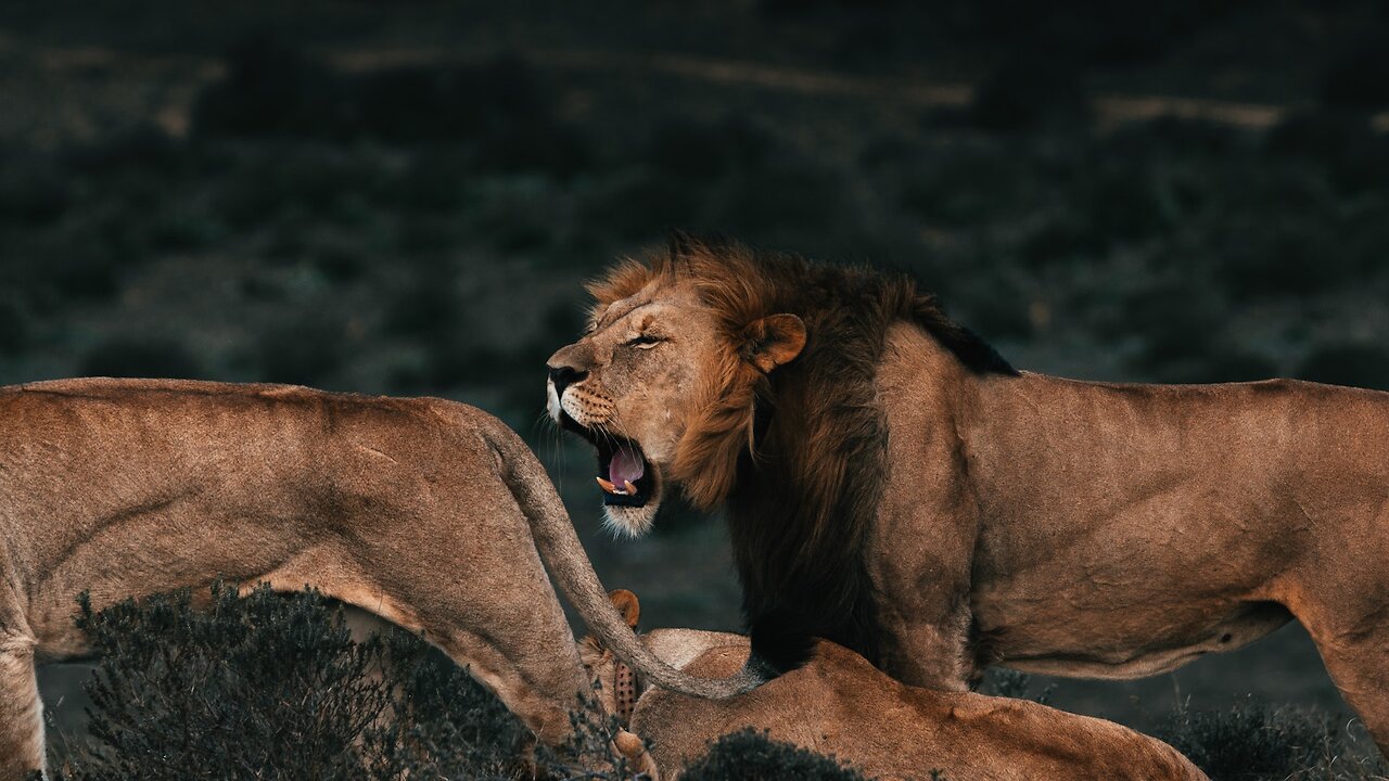 lioness and lion viral video