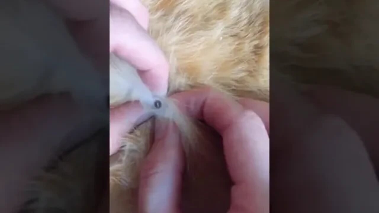 MUST HURT... Cat's Blackheads Removal